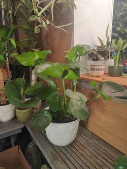 Monstera Deliciosa Indoor Plant
