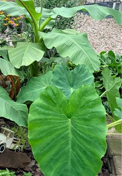 Elephant ear plants