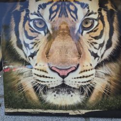 Tiger Canvas 