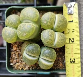 Lithops