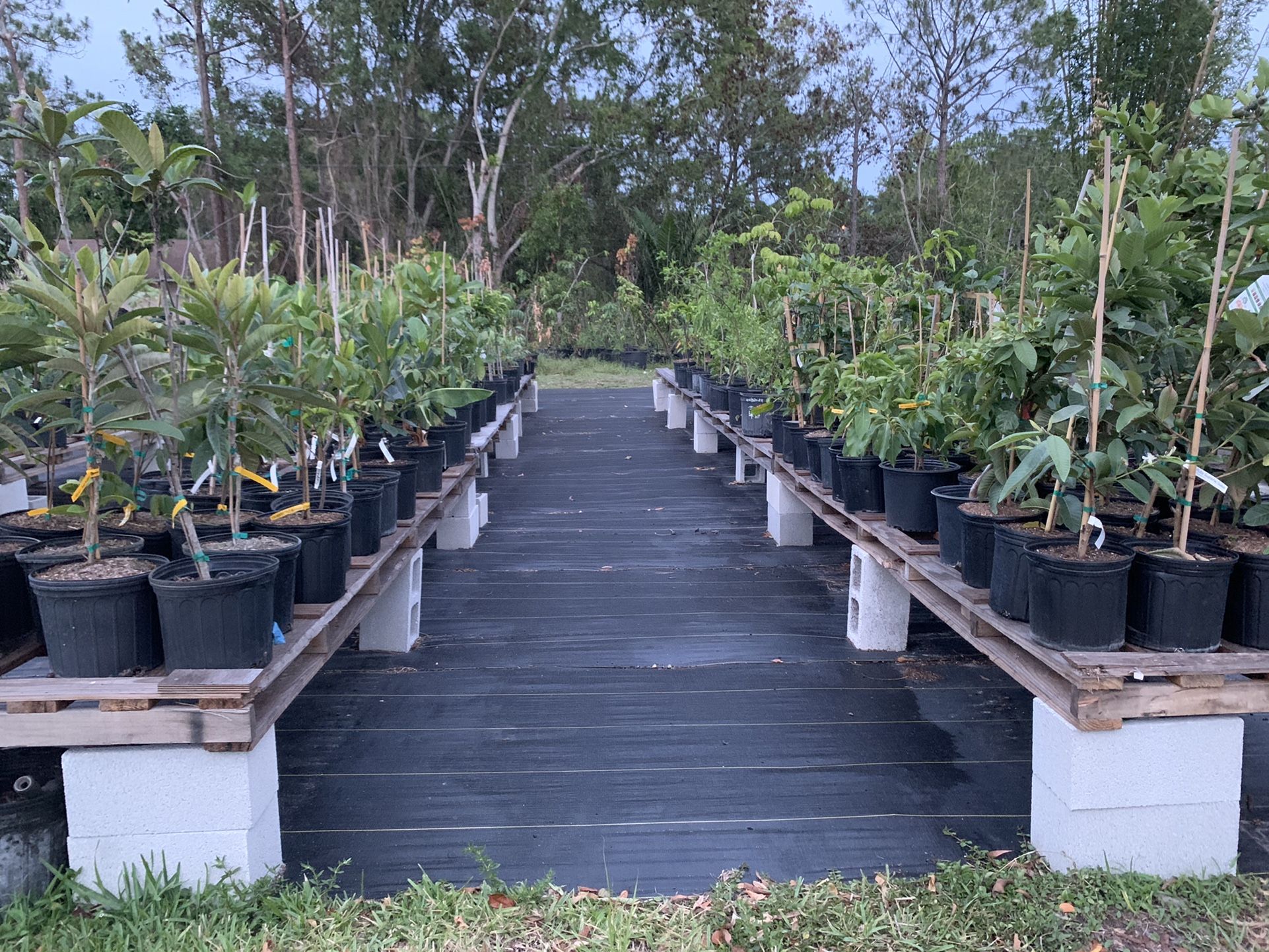 Fruit Trees Located At Love Plant Nursery 5836 Avocado Blvd West Palm Beach Florida 33411