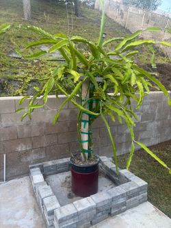 Dragon Fruit Cactus Plant in Pot