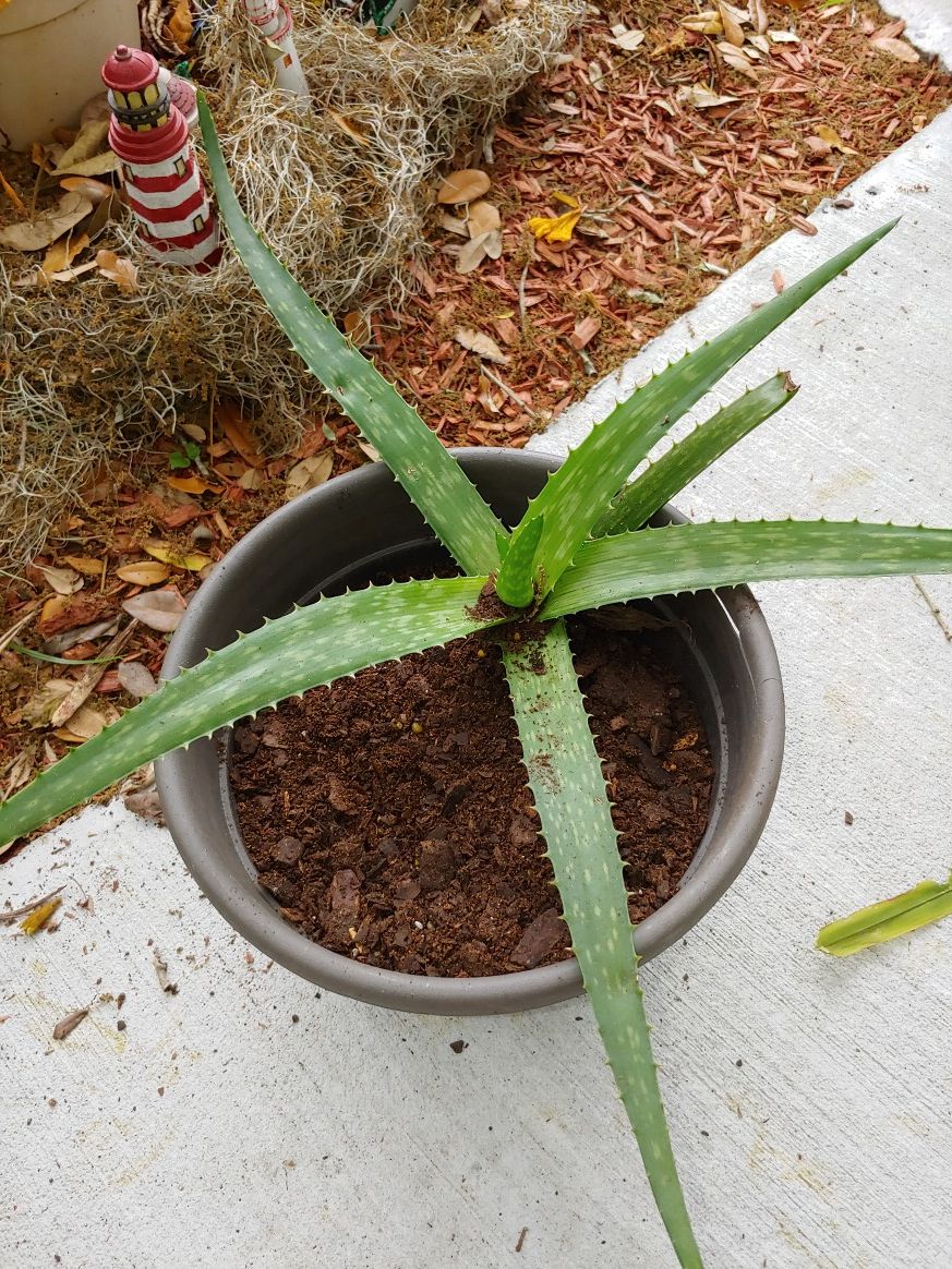 Aloe plant