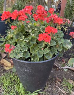 Geraniums