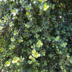 Great Valentines Gift  💝 Elephant Ear Succulents