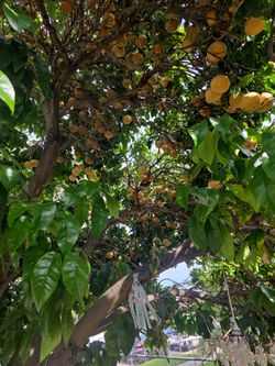 Grapefruits