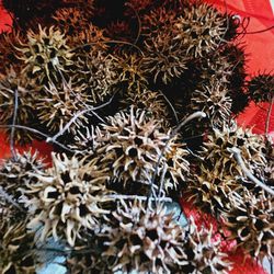 1.5 lbs of Sweet Gum Tree Spiked Balls Seed Pods for Crafting DIY School Projects or Home Decor. 325+ Pieces. 

Fresh off the forest floor!  

Makes a