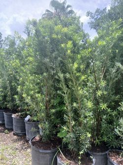 Podocarpus Hedges 15gl 5.5-6ft $45