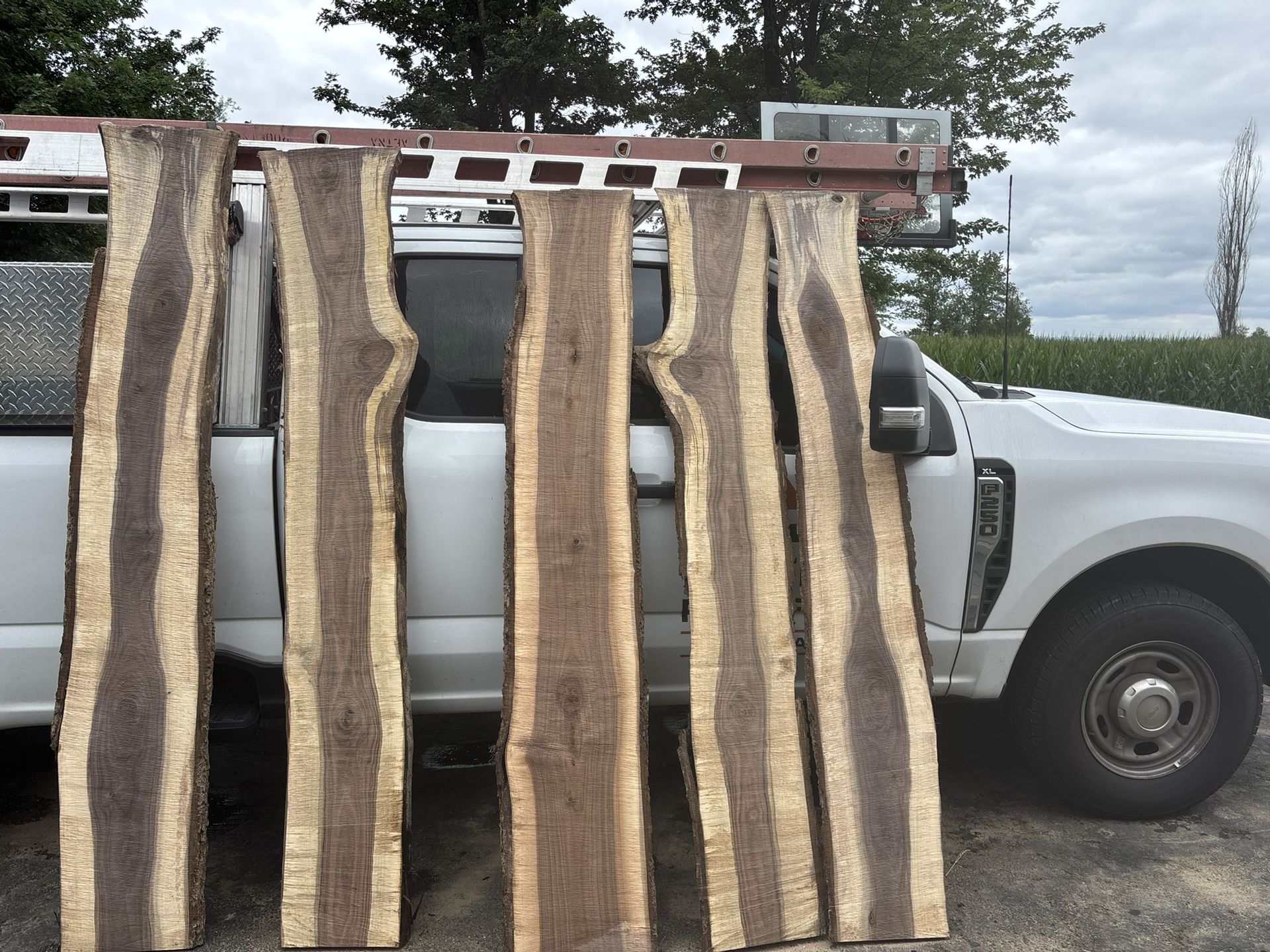 Black Walnut Live Edge Slabs