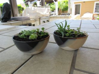Pair Of Multi Color Garden Pots With Succulents