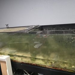 Freee Aquarium Need It Gone 