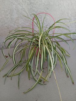 Spider plant