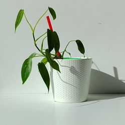 Rare Aroid Philodendron Golden Dragon Albo Variegated Plant/Indoor Plant/ Flower Plant/ flower pati