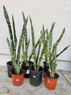 mother-in-law tongue Snake plants mother-in-law tongue