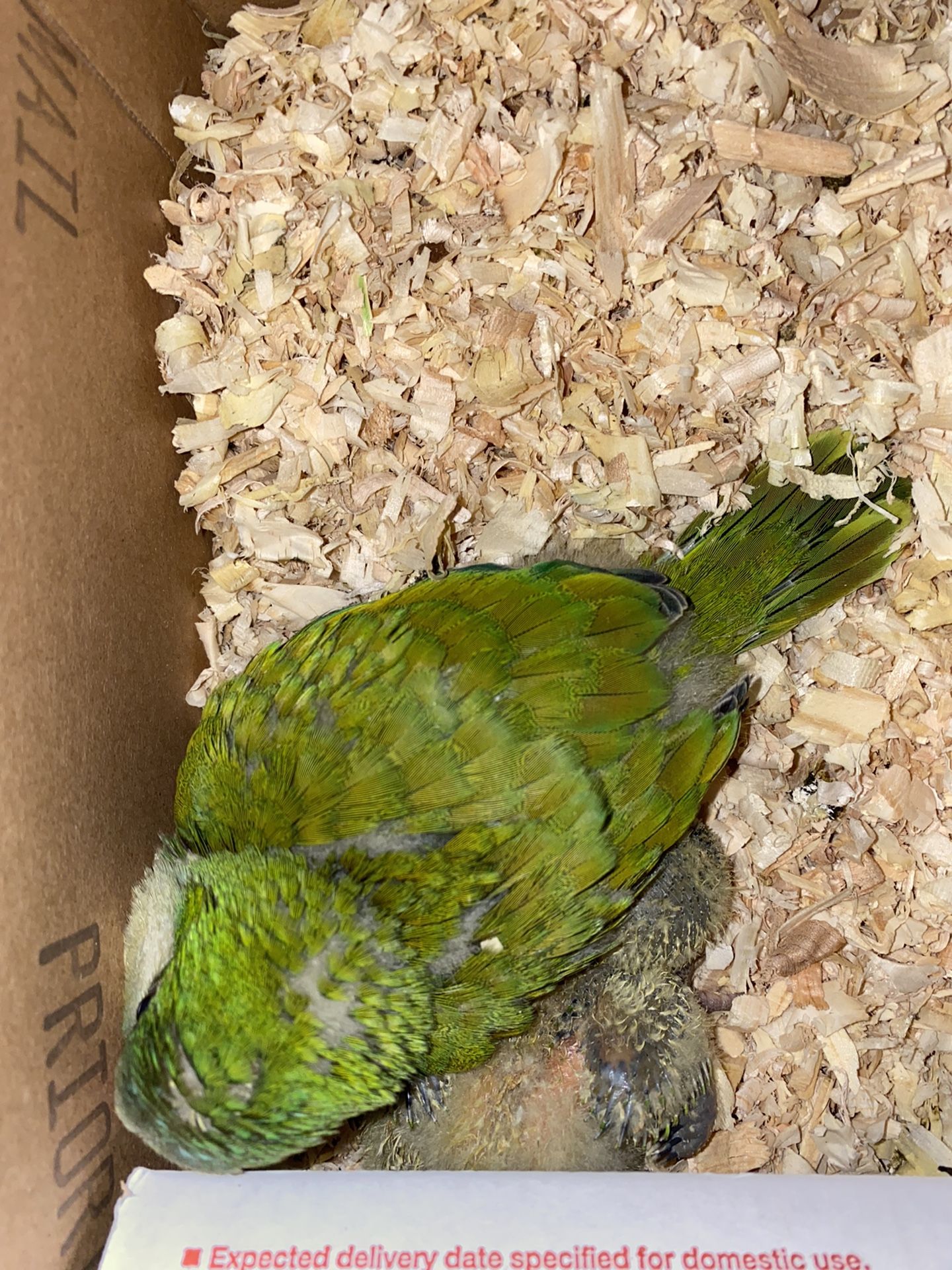 Quaker Parrot Wood Chips