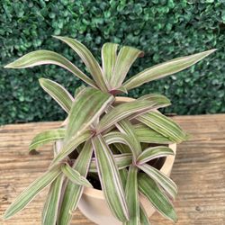 4” Rhoeo Tricolor Moses In The Cradle 