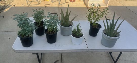 Plants
