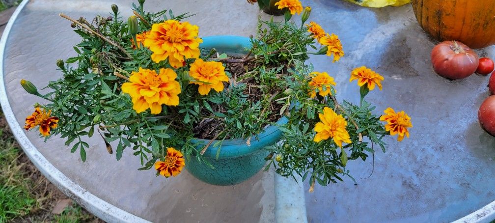 Marigold Pot