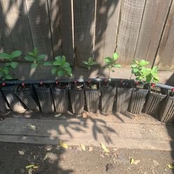 Arbolitos de guallava  Crese como una pera