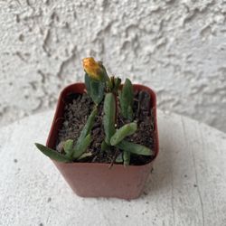 2 Inch Pot Succulent Plant - Yellow Lampranthus Multiradiatus - Creeping Redflush - Rooted & Established - Drought Resistant 🪴 Great Baby Shower or W