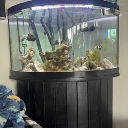 Corner Aquarium With Stand And Canister Filter