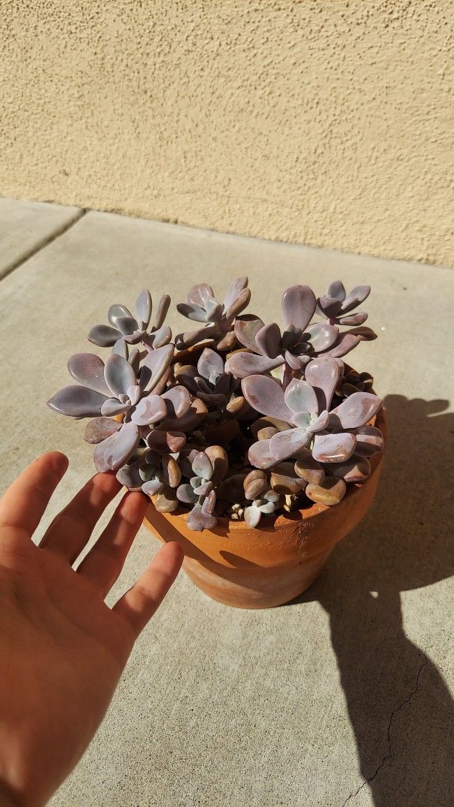 Succulents 