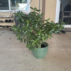 Jade Plant In Ceramic Pot