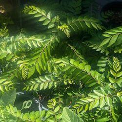 Curry Leaf Plant $15