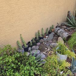 Totem Pole Cactus $8 To $12 Each...rooted