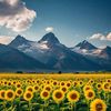 Sunflower Sales