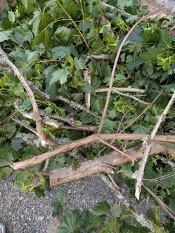 Free wood