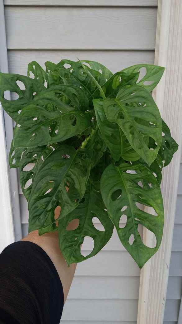 Monstera Swiss Cheese