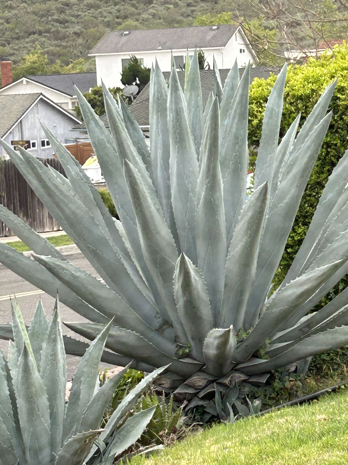 FREE Blue Agave Large succulent (Newbury Park)