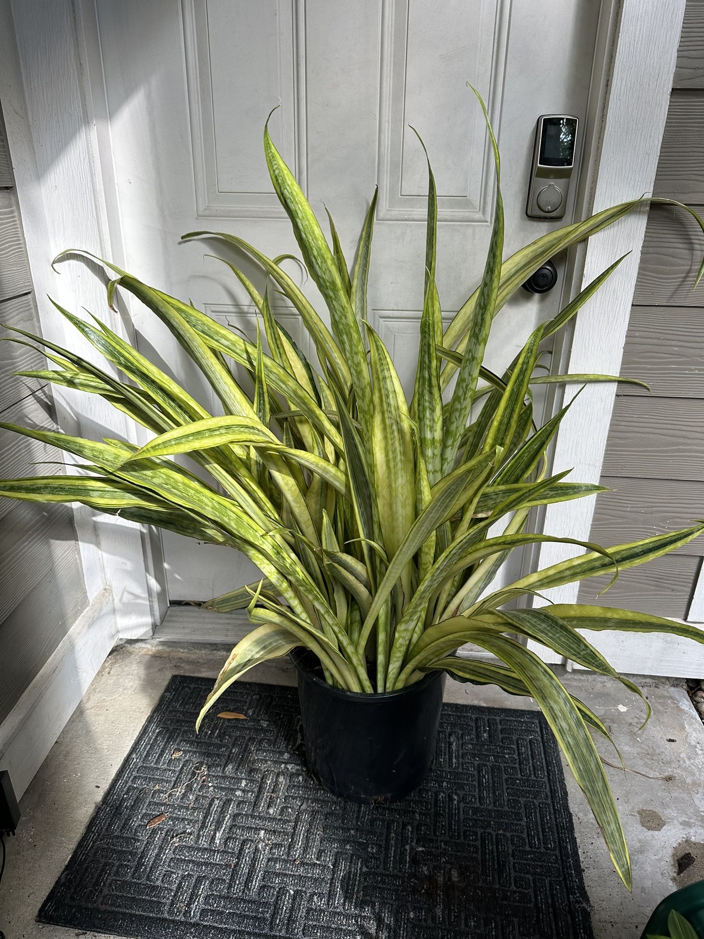 Snake Plants