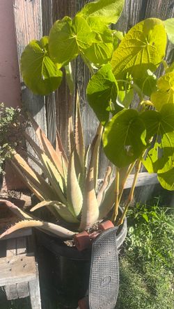 savila, corona de cristo, hoja sagrada 