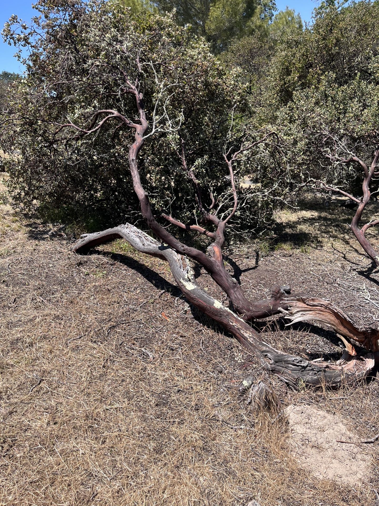 Manzanita Wood