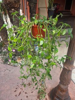 Hanging Suculent Plant