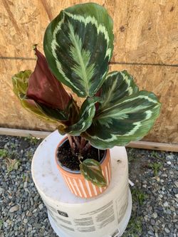Indoor Plant
