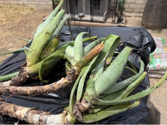 Also Vera plants for sell