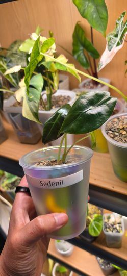 🌿 Alocasia Sedenii | Established Plant | Semi-Hydro/PON
