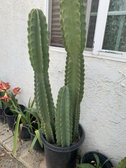Cactus San Pedro