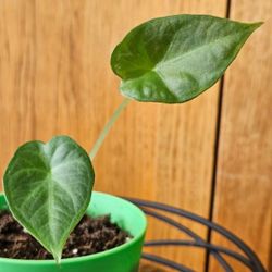 Alocasia Regal Shield (Green Pot)