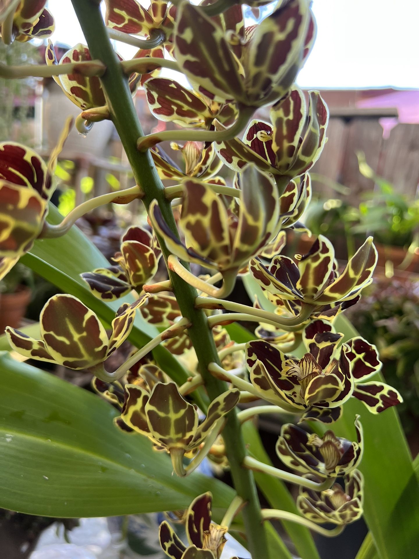GRAMMATOPHYLLUM SCRIPTUM VAR LEOPARD ORCHID