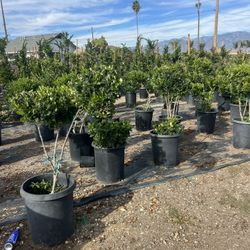 Bonsai Wax Leaf Privets