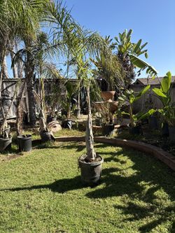 Palm Trees