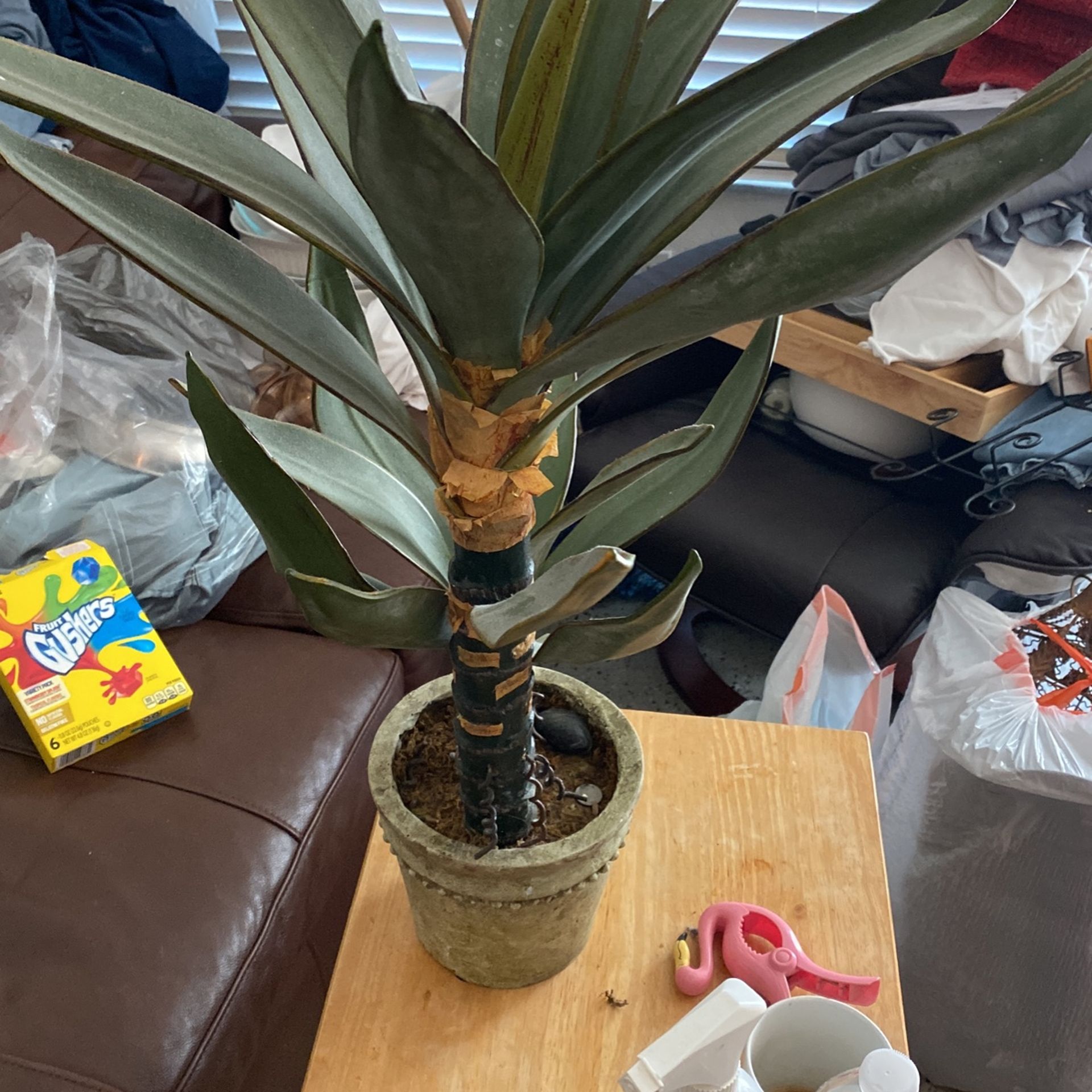 Plant