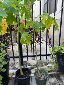 Potted papaya Tree Plants
