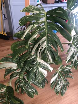 Monstera Albo