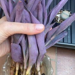 Purple Heart Tradescantia Pallida Succulent Plant 15 cuttings rooted