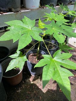 Papaya Tree 25$